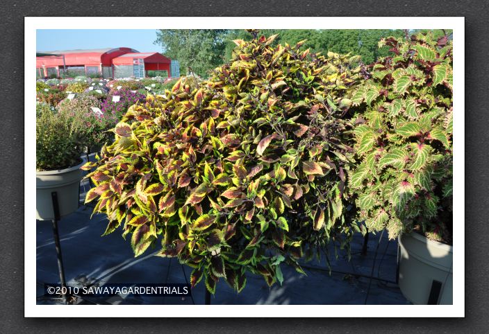 DSC_3943 Coleus Hybride Walter Turner
