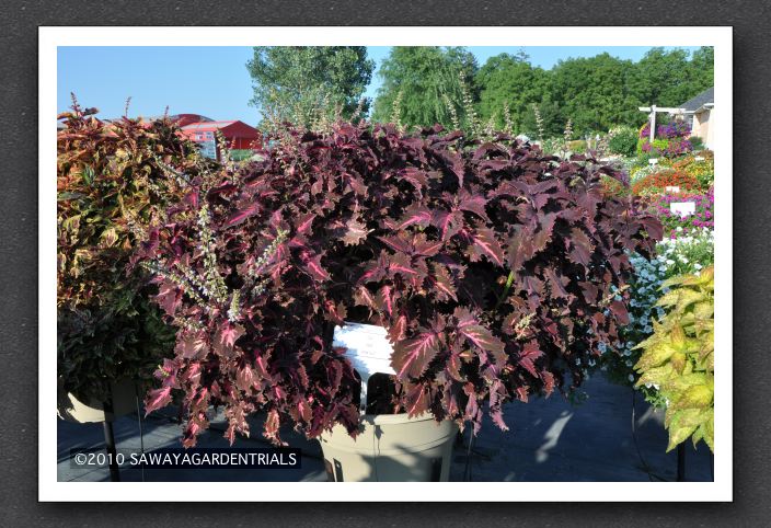 DSC_3940 Coleus Hybride Crimson Velvet