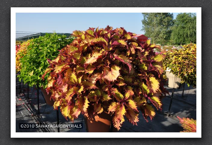 DSC_3935 Coleus Henna