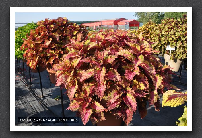 DSC_3934 Coleus Indian Summer Respectably Compact