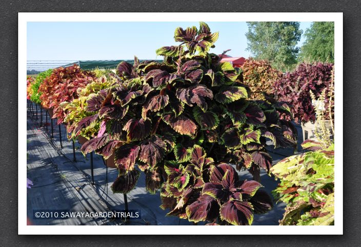 DSC_3932 Coleus Kong Red