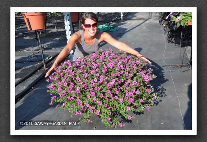 DSC_3920 Petunia Soleil Purple