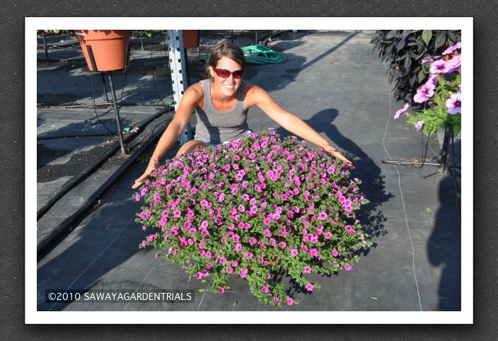 DSC_3919 Petunia Soleil Purple