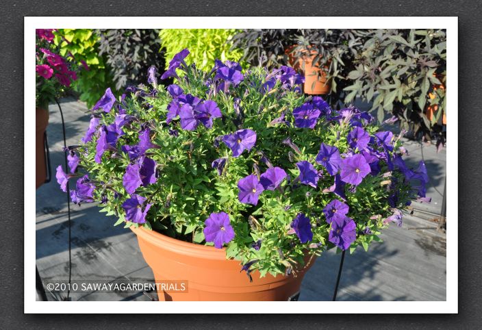DSC_3916 Petunia Picobella Blue