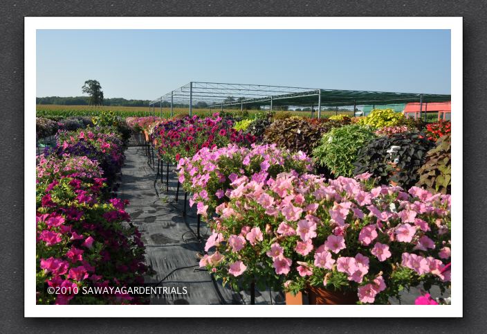 DSC_3913 Petunia Ramblin' Series
