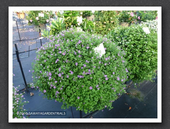 P1000545 Bacopa Scopia Great Violet Magic