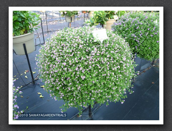 P1000544 Bacopa Secrets Large Pink