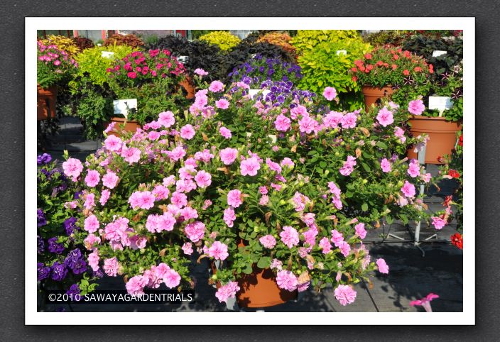 DSC_3900 Petunia Double Wave Pink