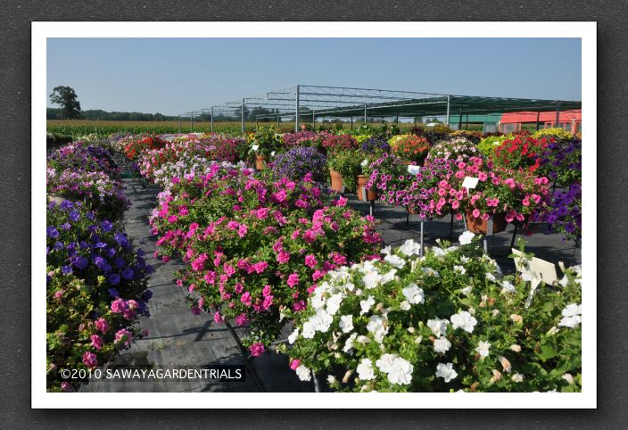 DSC_3898 Petunia Double Wave Series