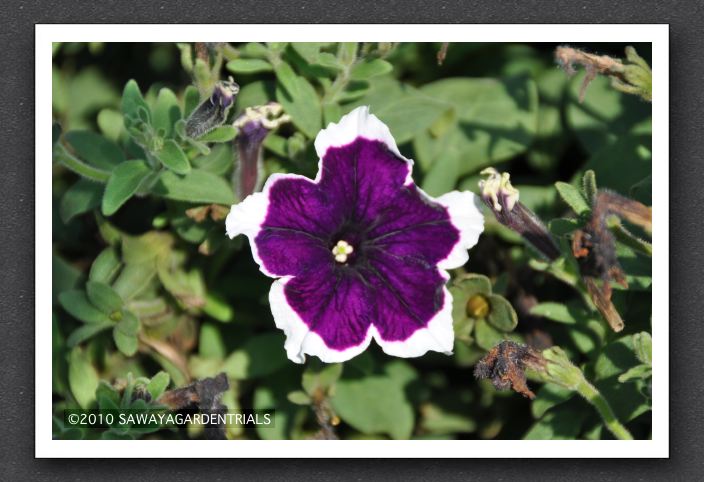 DSC_3880 Petunia Burgundy Picotee Burgundy with White Edge