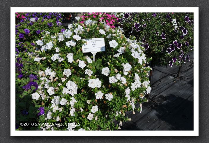 DSC_3878 Petunia Double Wave White