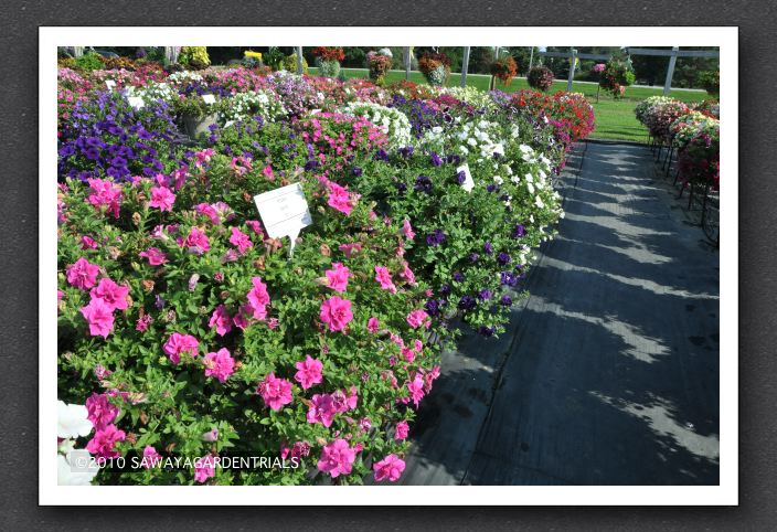 DSC_3877 Petunia Double Wave Series