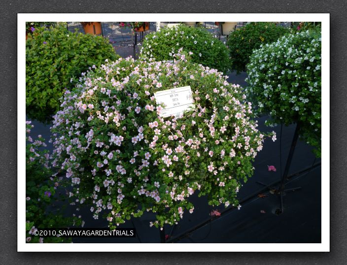 P1000539 Bacopa Secrets XXL Central Park