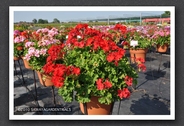 DSC_3849 Geranium Zonal Rocky Mountain Royal Red