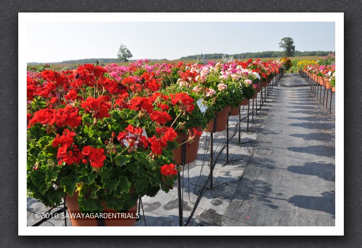 DSC_3848 Geranium Zonal Rocky Mountain Series