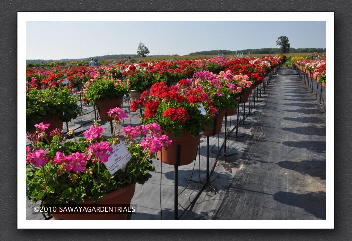 DSC_3846 Geranium Zonal Fidelity Series