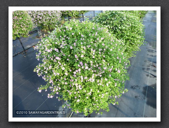 Bacopa Snowstorm Pink