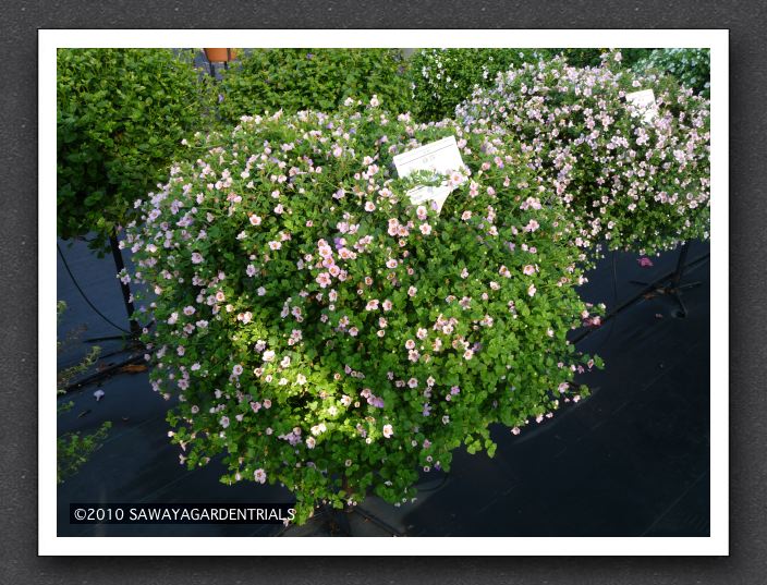 P1000538 Bacopa Scopia Great Pink Brown