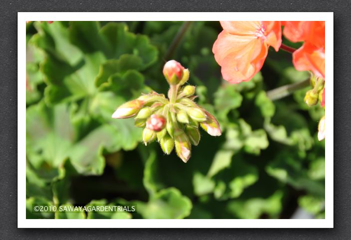DSC_3824 Zonal Geranium Bud