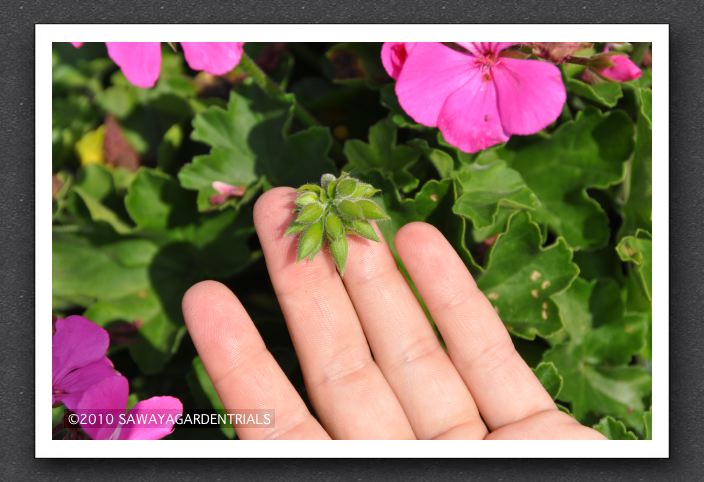DSC_3807 Ivy Geranium Caliente Buds