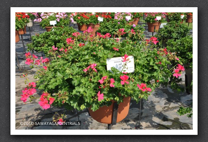 DSC_3806 Geranium Hybrid Caliente Rose