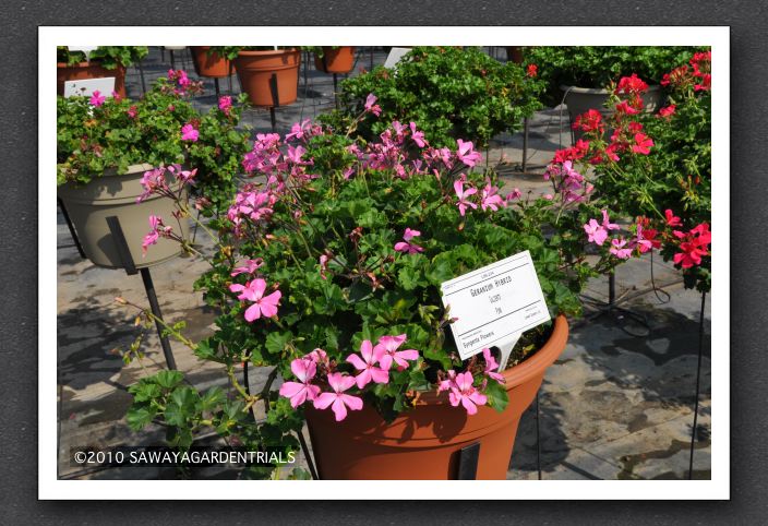 DSC_3805 Geranium Hybrid Caliente Pink