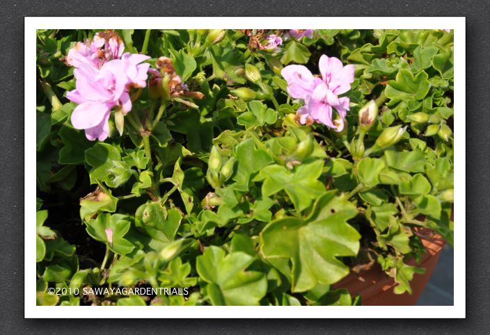 DSC_3796 Ivy Geranium Number of Florets & Heat