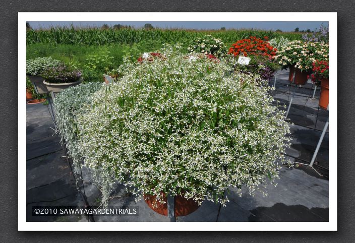DSC_3699 Euphorbia Breathless White