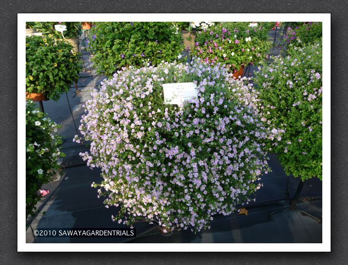 P1000532 Bacopa Secrets XXL Silver Sky