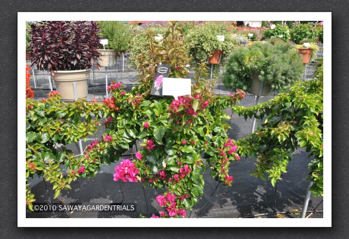 DSC_3684 Bougainvillea Vera Deep Purple
