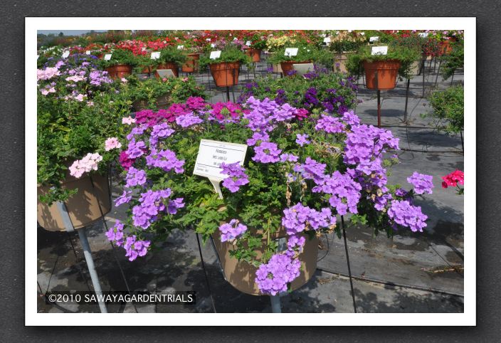 DSC_3664 Verbena Empress Lavender Blue 