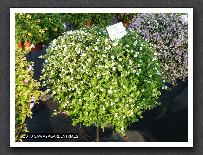 P1000531 Bacopa Secrets XXL White