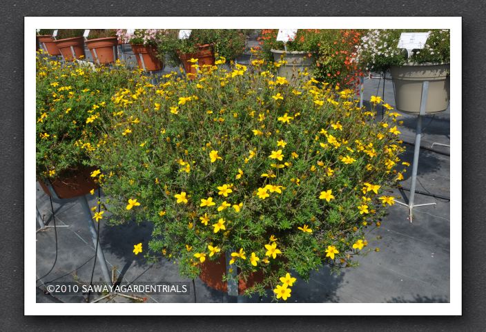 DSC_3644 Bidens Namid