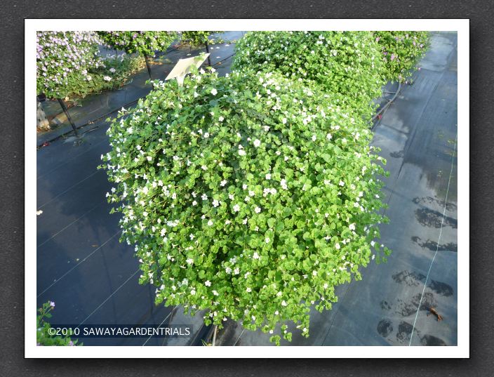 Bacopa Snowstorm Giant Snowflake