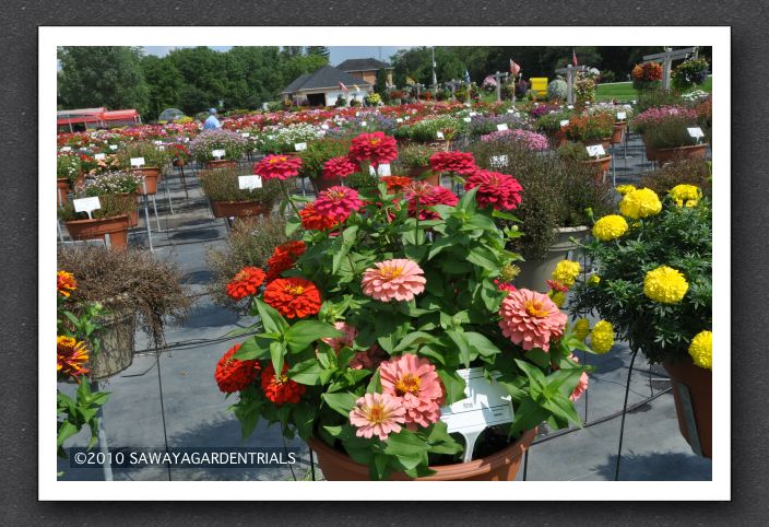 DSC_3627 Zinnia Magellan Mixture