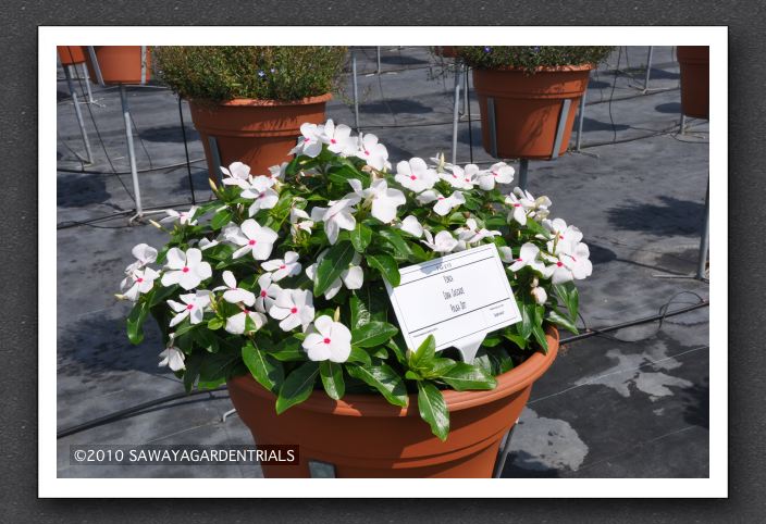DSC_3618 Vinca Cora Cascade Polka Dot