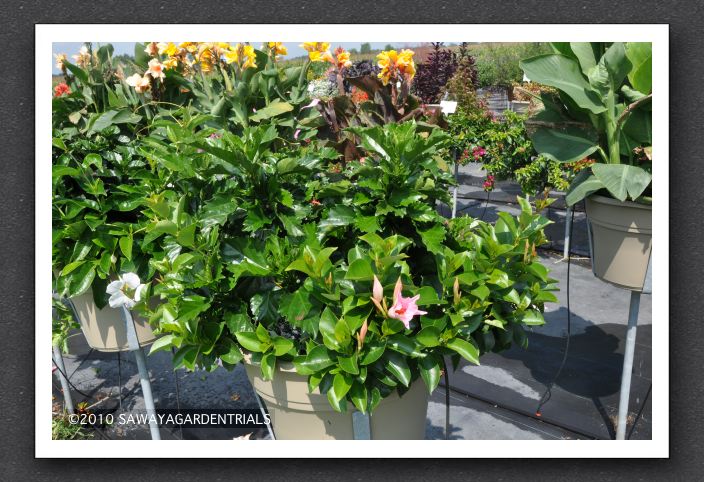 DSC_3611 Hibiscus Pink Versicolor, Mandevilla Sun Parasol Cream Pink