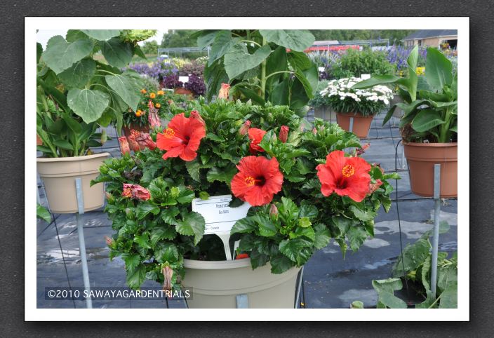 DSC_3600 Hibiscus Baja Breeze 