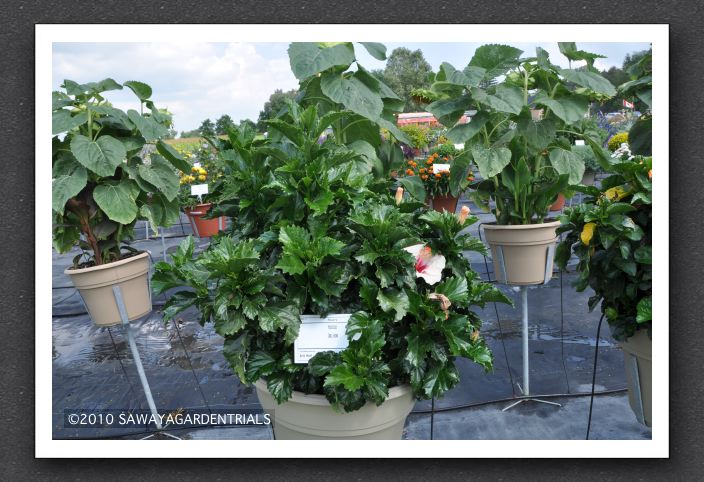 DSC_3598 Hibiscus Cool Wind