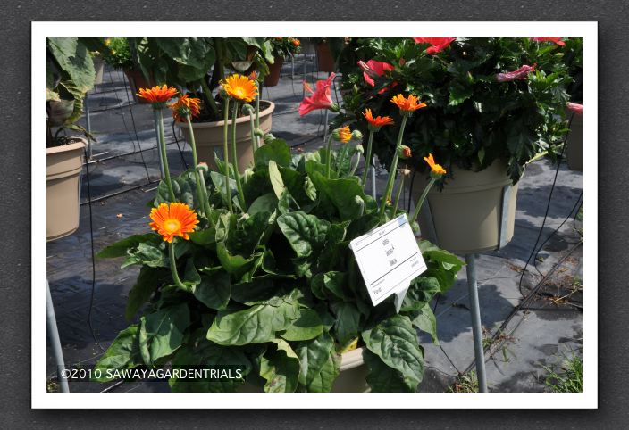 DSC_3596 Gerbera Garvinea Orangina