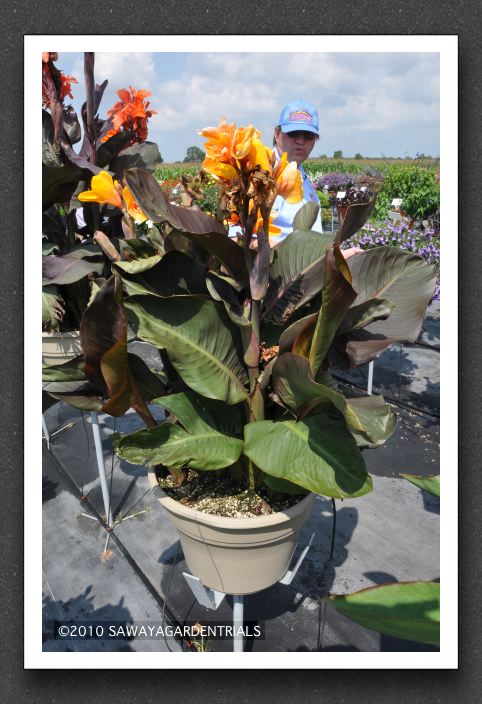 DSC_3586 Canna Lily Elite Chocolate Sunrise