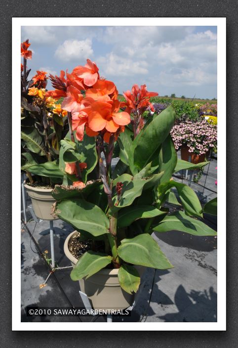 Canna Lily Elite Beauty Fruity