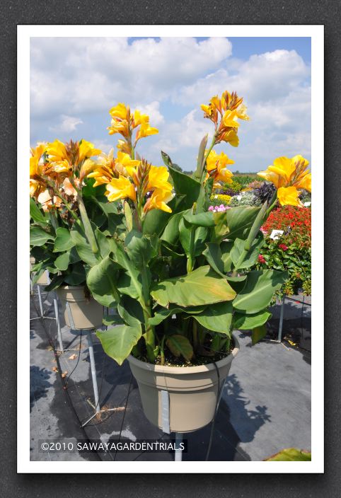 Canna Lily Elite Mango Punch