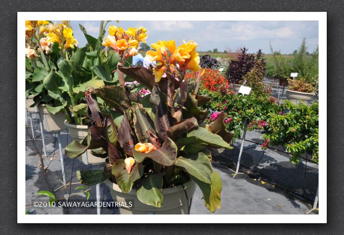 Canna Lily Elite Mini Chocolate