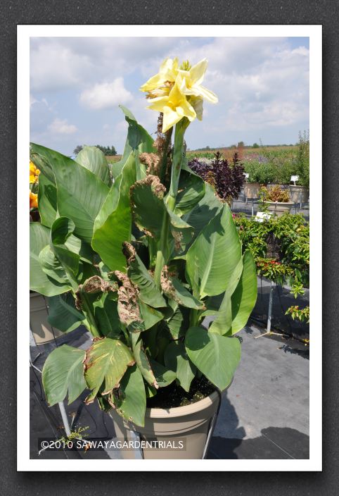 Canna Lily Shining Diva