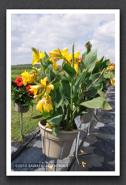 Canna Lily Elite Banana Punch