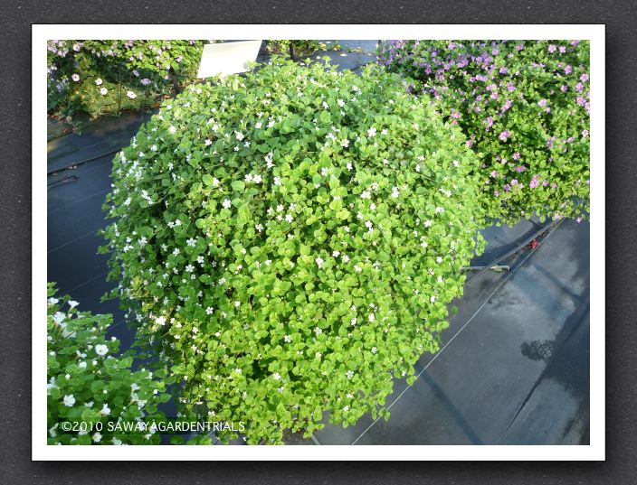 Bacopa Snowstorm White