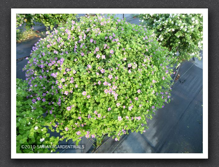 Bacopa Snowstorm Blue