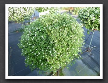 Bacopa Snowtopia White