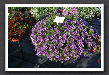 DSC_4013 Calibrachoa Aloha Purple Lilac Blue